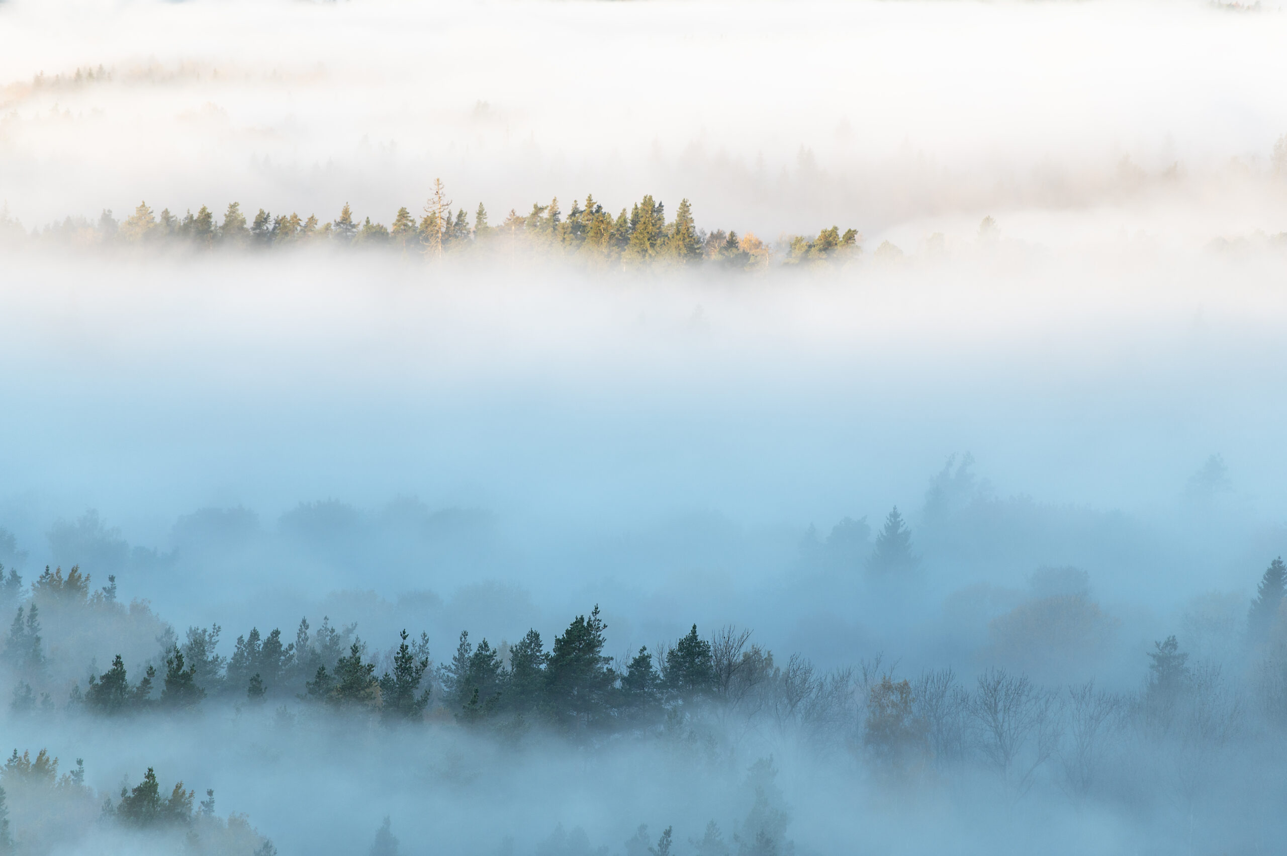 Autumn background with pine forest tops in white mist, Gauja National Park Sigulda, Latvia